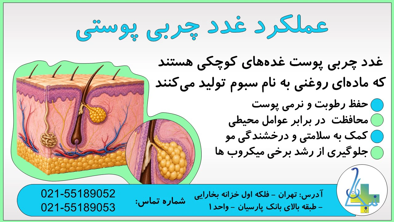 بررسی عملکرد غدد چربی پوستی