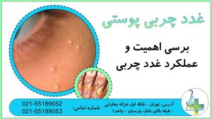 همه چیز درباره عملکرد و اهمیت غدد چربی پوستی