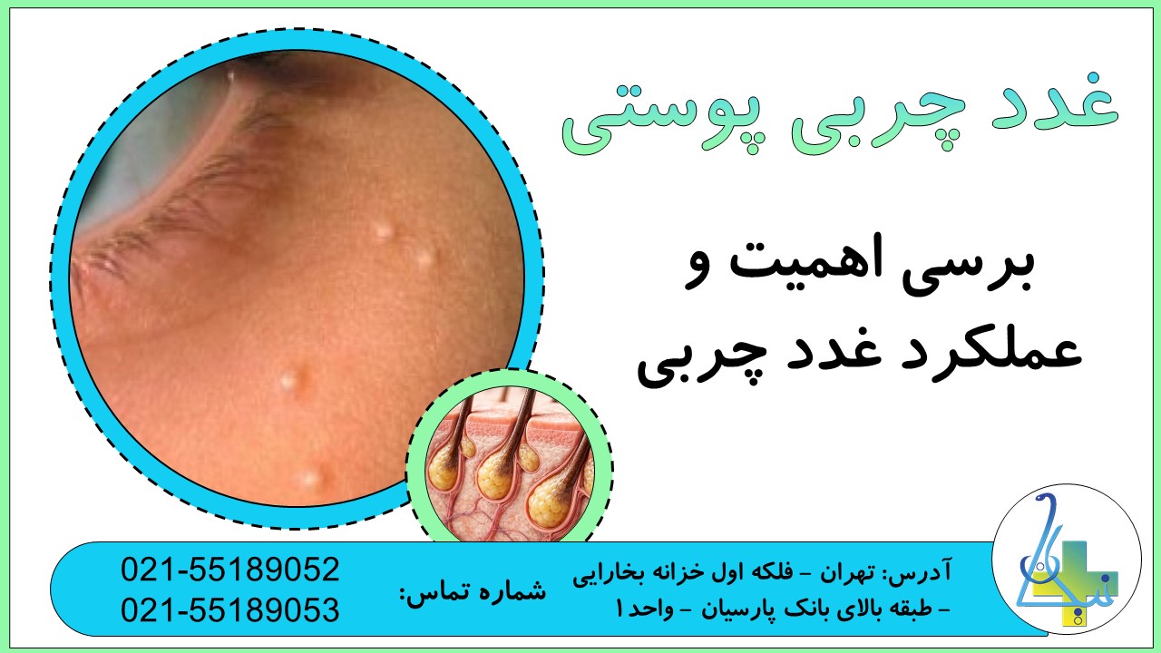همه چیز درباره عملکرد و اهمیت غدد چربی پوستی